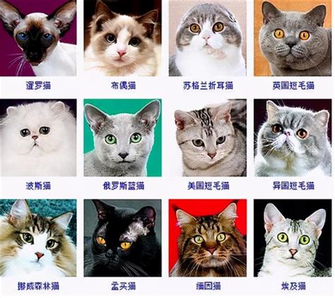 貓咪 台灣分析師排名